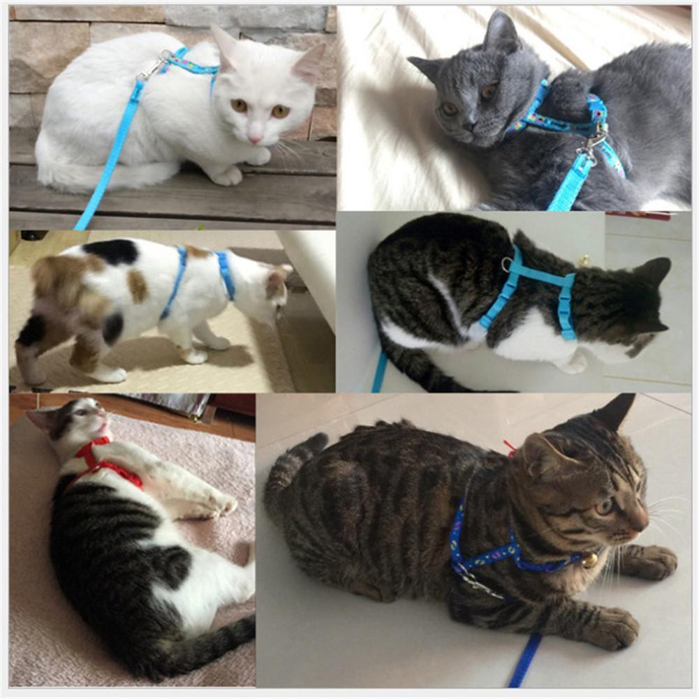 Cat Leash Multi-Design Selection