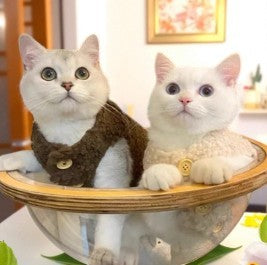 Warm Lamb Wool Cat Vest